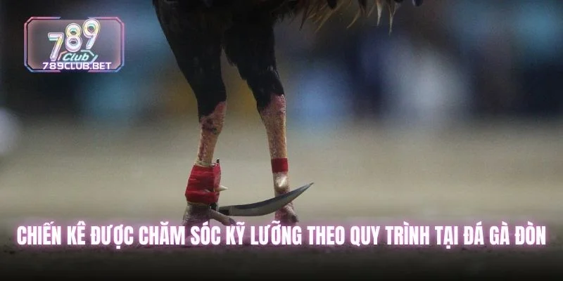 6 Kỹ Thuật Đá Gà Đòn Giúp Sư Kê Huấn Luyện Hiệu Quả Chiến kê được chăm sóc kỹ lưỡng theo quy trình tại đá gà đòn